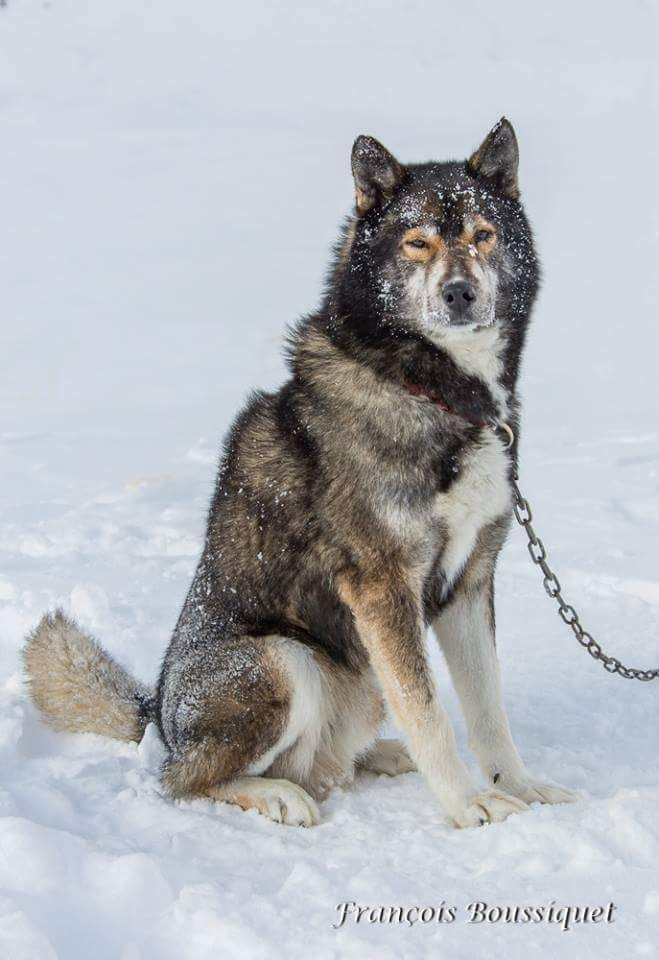 Apache iii Leva neve