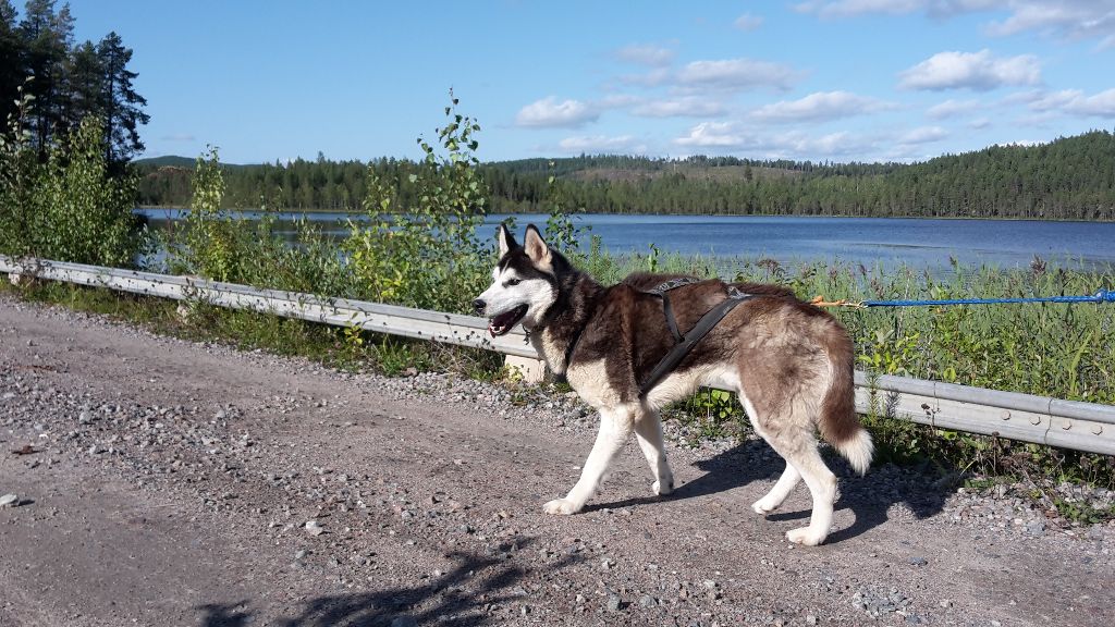 indian tribe husky's Elan