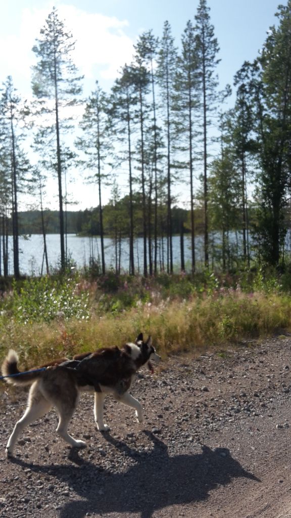 indian tribe husky's Elan