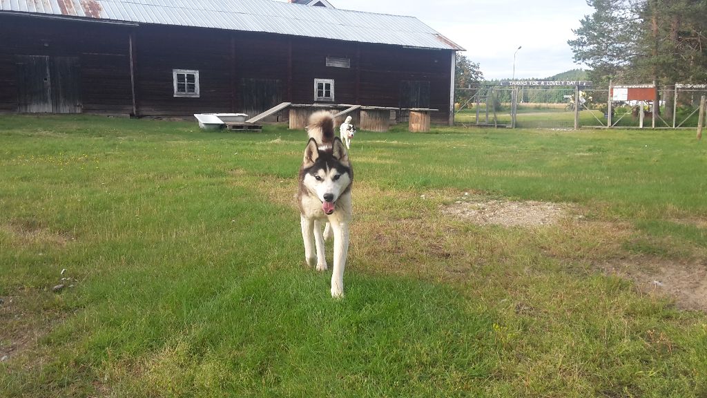 indian tribe husky's Elan