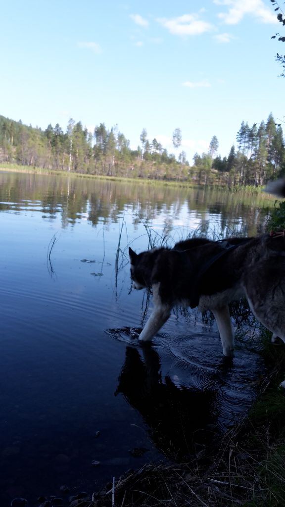 indian tribe husky's Elan